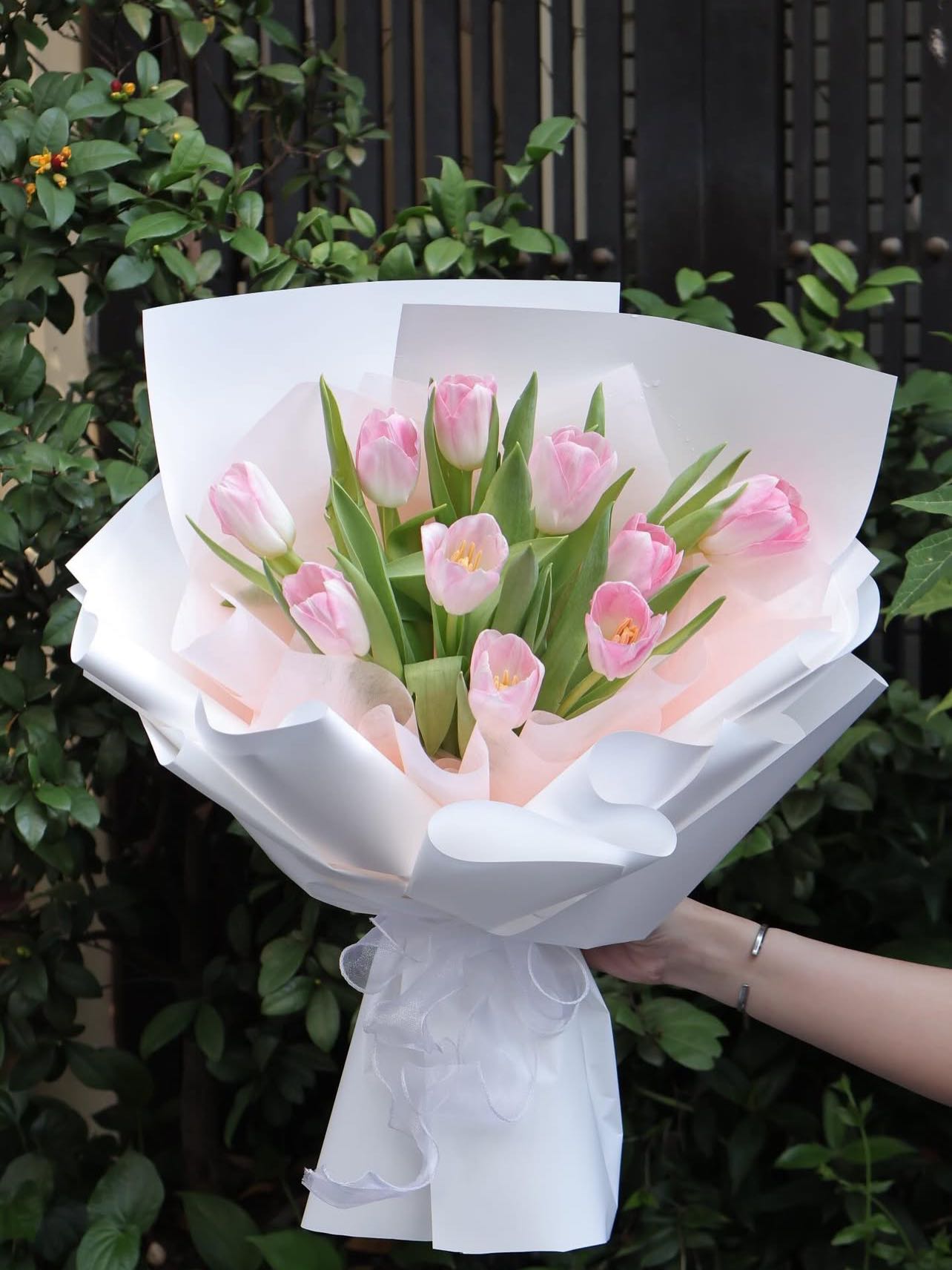 Ảnh minh họa Hoa Tulip
