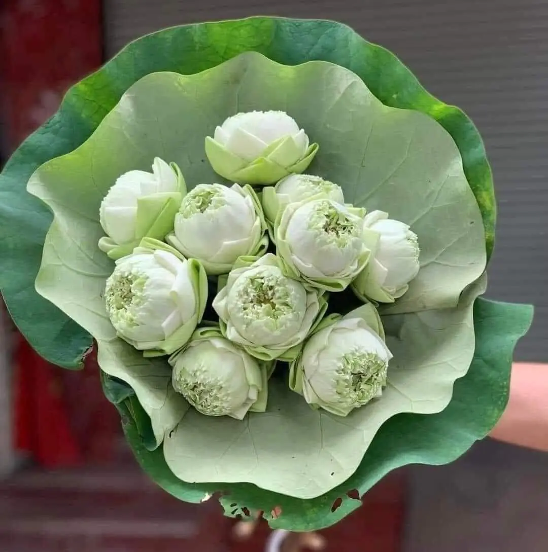 Ảnh 2 của Bó Hoa Sen - Hoa Tươi