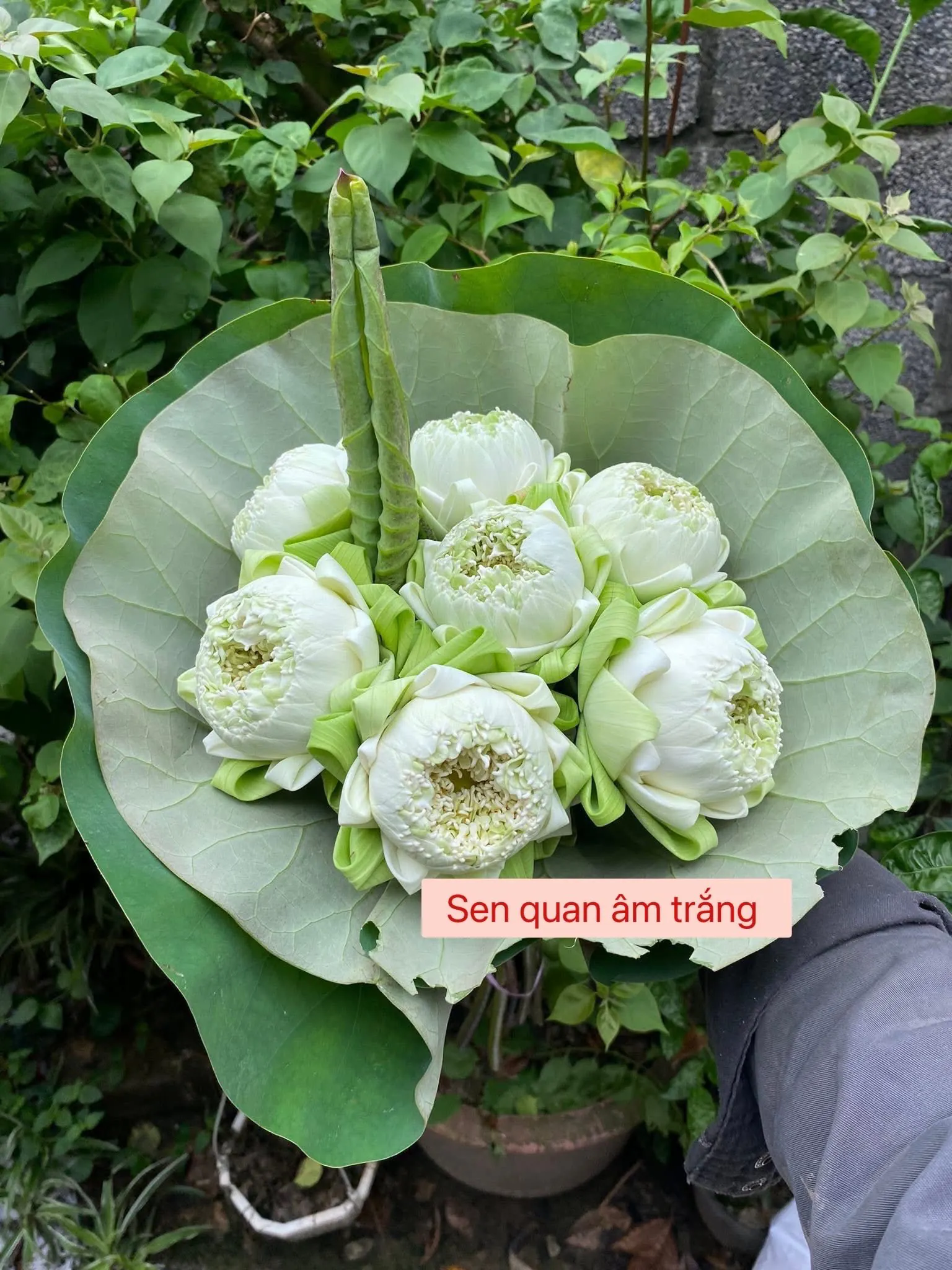 Bó Hoa Hồng Đỏ & Cúc Hồng & Hồng - Hoa Tươi