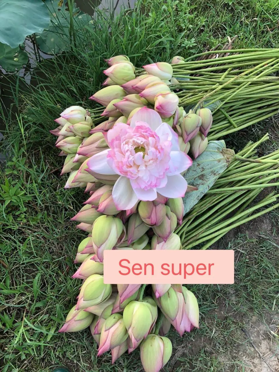 Ảnh 4 của Sản Phẩm Hoa Sen - Hoa Tươi