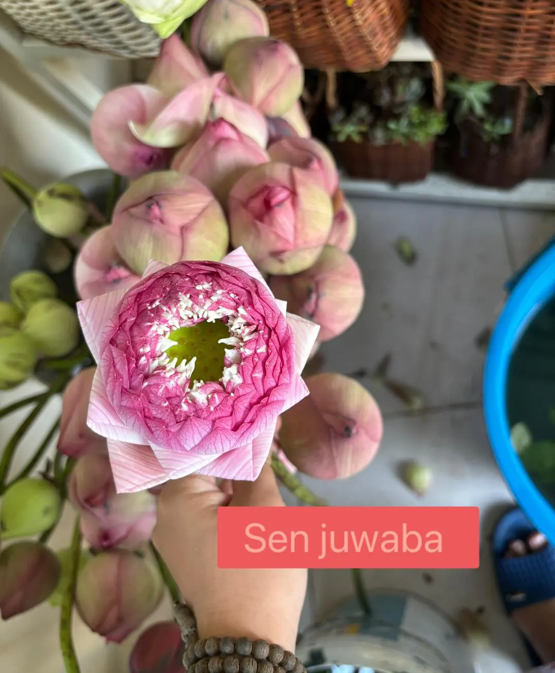 Sản Phẩm Hoa Sen - Hoa Tươi