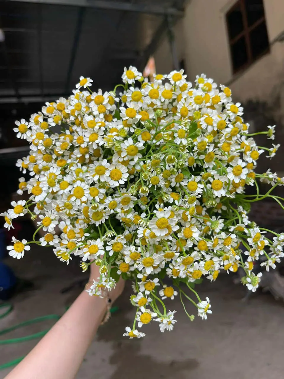 Ảnh 10 của Sản Phẩm Hoa Cành Đào Hoa Tươi - Hoa Tươi