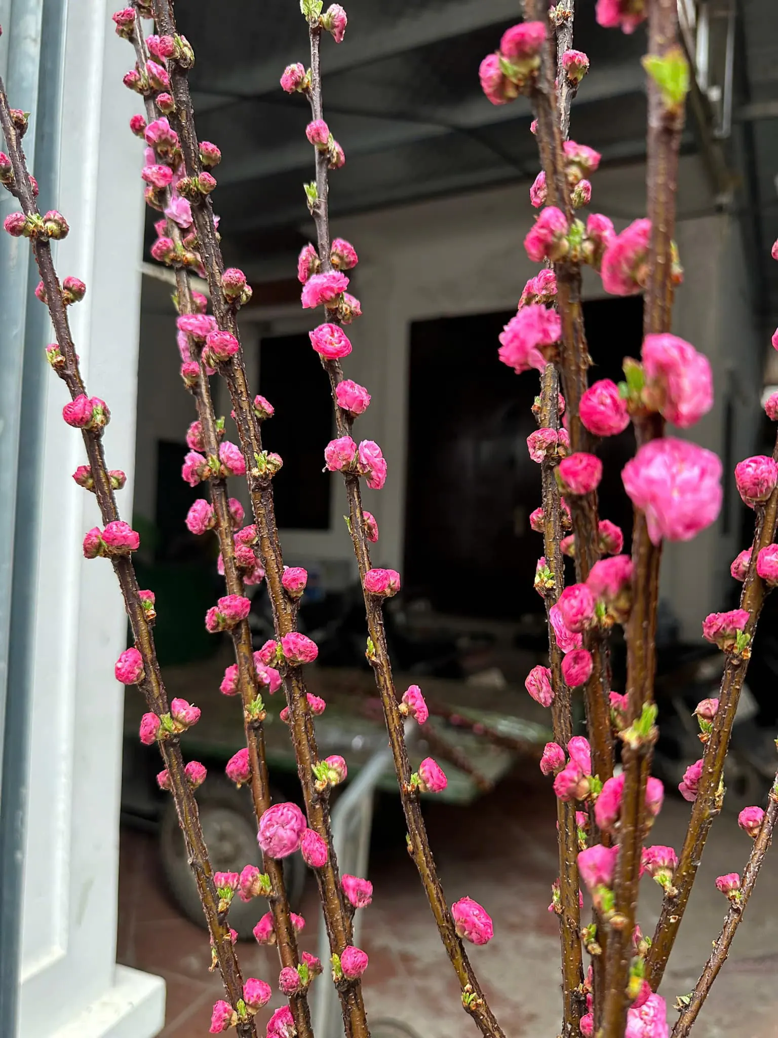 Sản Phẩm Hoa Cành Đào Hoa Tươi - Hoa Tươi