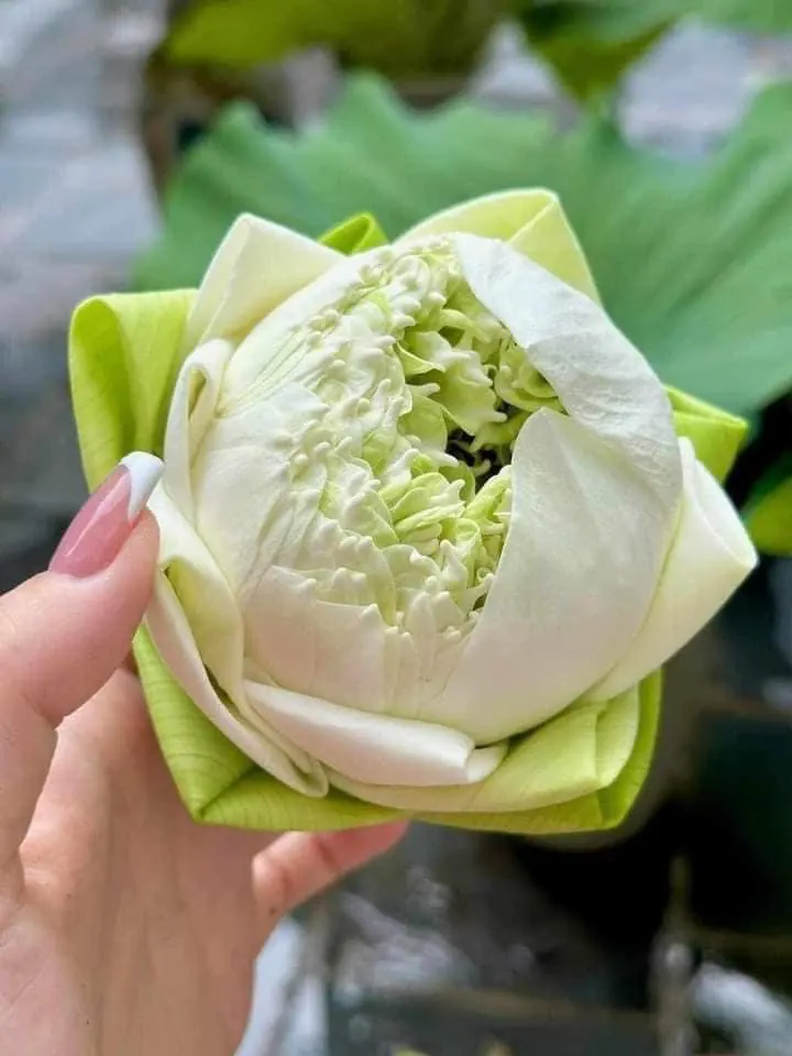 Ảnh 9 của Sản Phẩm Hoa Hoa Tươi - Hoa Tươi