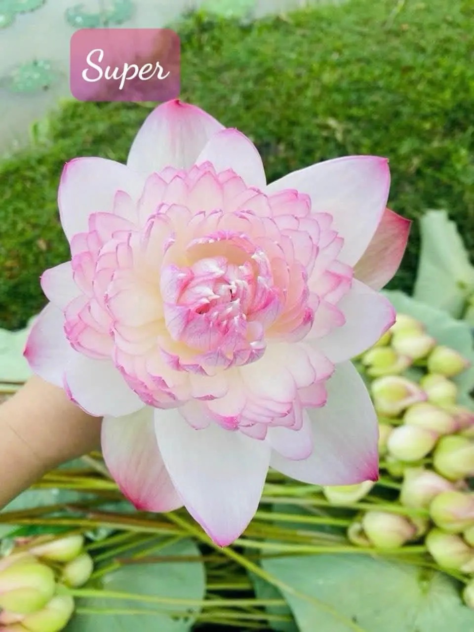 Sản Phẩm Hoa Sen - Hoa Tươi
