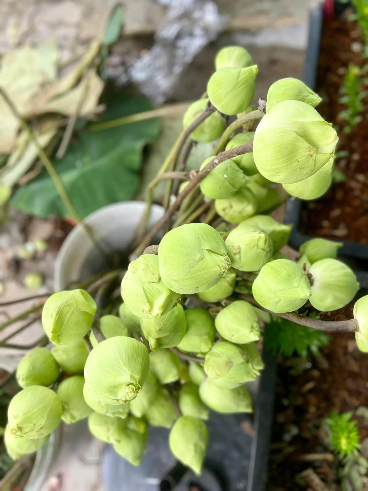 Ảnh 5 của Sản Phẩm Hoa Hoa Tươi - Hoa Tươi
