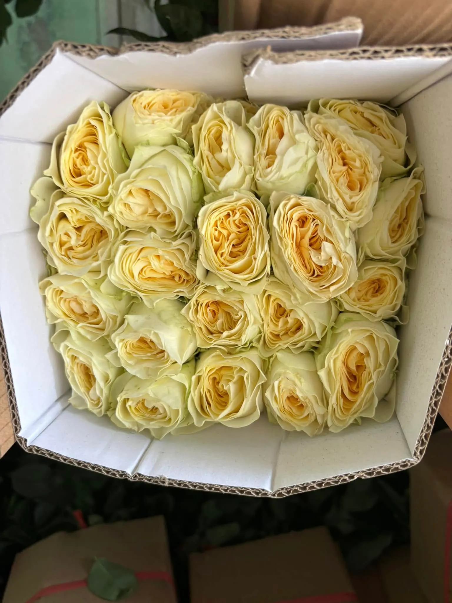 Hộp Hoa Hồng - Hoa Tươi
