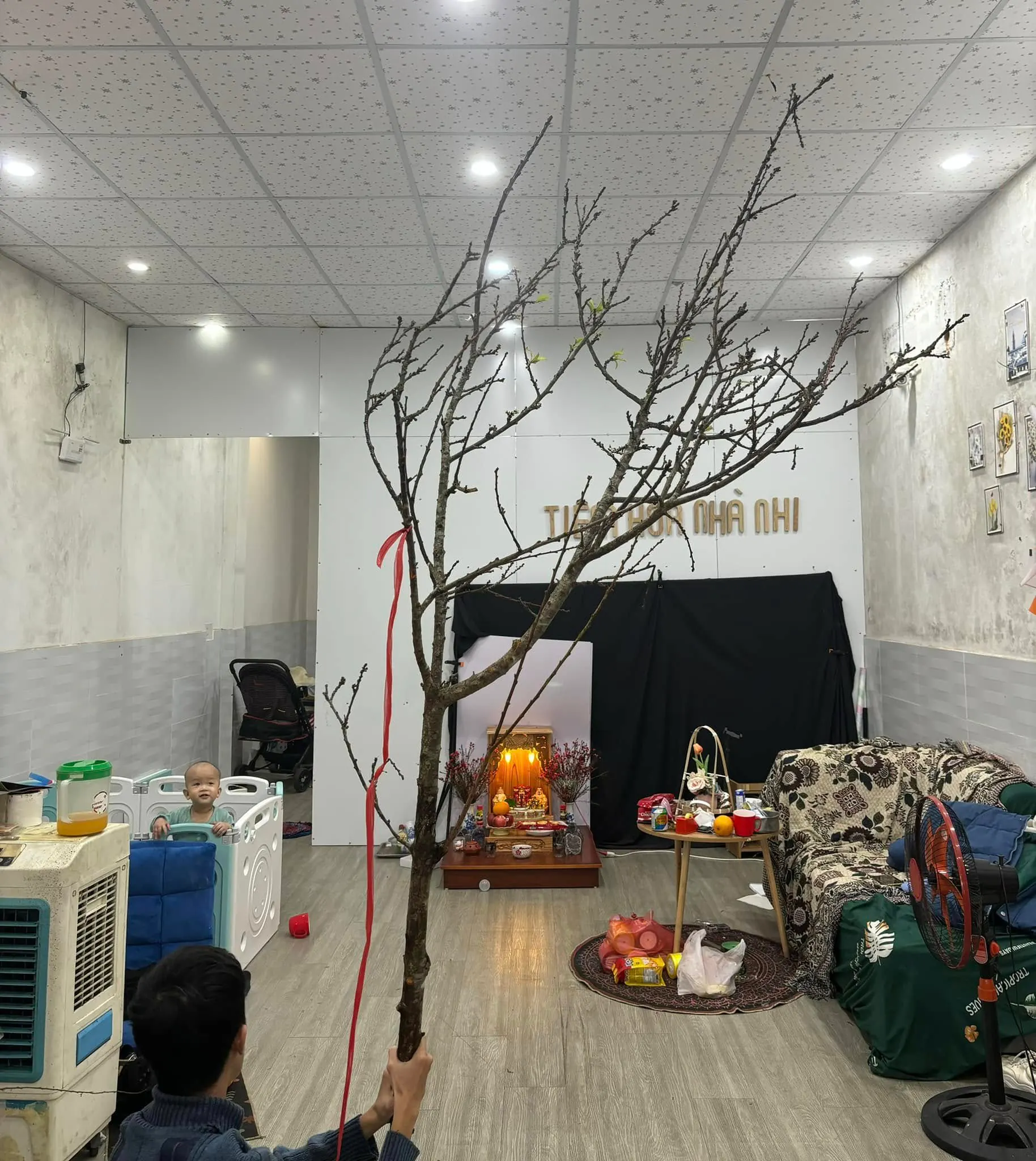 Sản Phẩm Hoa Cành Đào Hoa Tươi - Chúc Mừng
