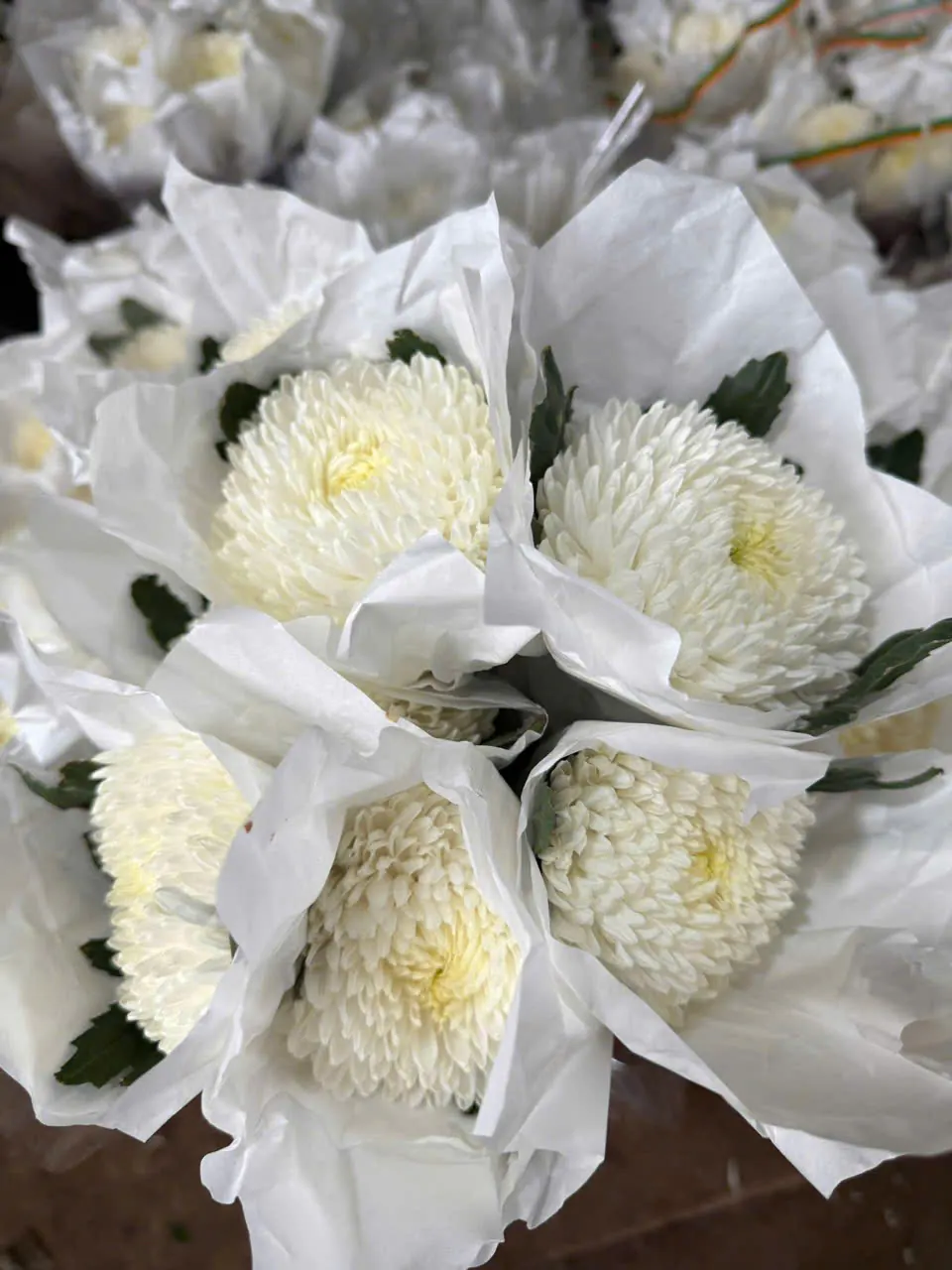 Sản Phẩm Hoa Hoa Tươi - Chia Buồn